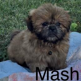 Mash - Red and tan male Shih Tzu puppy in Bloomfield, Indiana from Meihem Pups