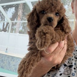 Aurora red boy - Red  male Poodle puppy in Haines City, Florida from Camic Cockapoos