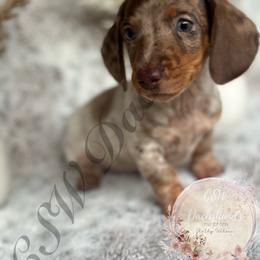 Dachshund Puppies from CSW Dachshunds