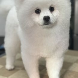 Hoss - White male Pomeranian puppy in Cornville, Arizona from Glacial Pomeranians
