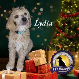 Poodle Puppies from Impressive Cartwright Poodles