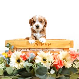 Steve - Apricot male Goldendoodle puppy in Spanish Fork, Utah from Oodles of Floofy Doodles