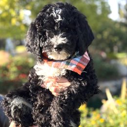 Spot - Black and white Bernedoodle puppy in Yorba Linda, California from SoCal Doodles