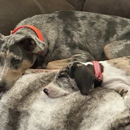 Catahoula Leopard Dogs from Angela's Catahoulas
