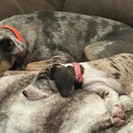 Catahoula Leopard Dogs from Angela's Catahoulas