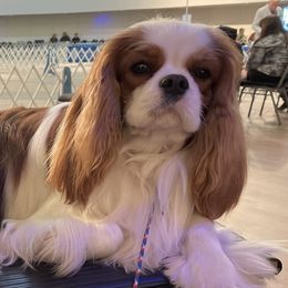 Brody - Cavalier King Charles Spaniel