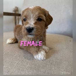 Girl 2 - Red  female Goldendoodle puppy in Glendale, Arizona from Follow Your Bliss Doodles