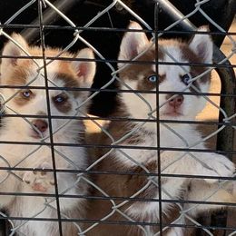 Siberian Husky Puppies from Great Warriors
