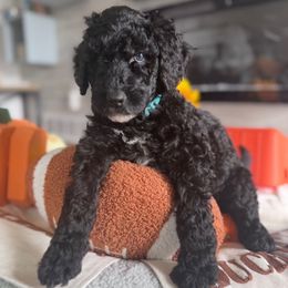 Eclair (Powder Blue) - Merle male Goldendoodle puppy in Toledo, Ohio from Avery Doodle Day LLC