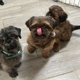 Shih Tzus from Whispering Winds Charmed Hollow
