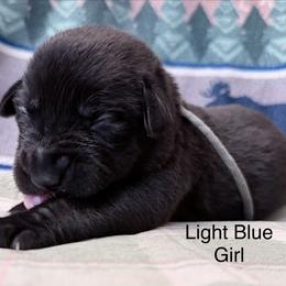 Light Blue Girl - Black female Labrador Retriever puppy in Lincoln, Nebraska from Labrador Retriever Breedings