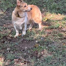 Pembroke Welsh Corgi puppies from A&M K9’s