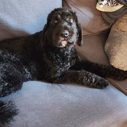 Kona - Australian Labradoodle