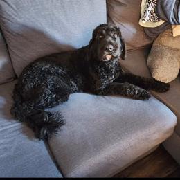 Kona - Australian Labradoodle
