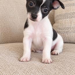 Timmy - Black and white male Chihuahua puppy in Eustis, Florida from Chichianna's Legacy