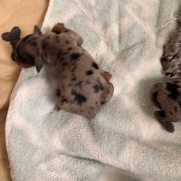 Diamond - Merle female Goldendoodle puppy in Point, Texas from Tiny Paws Goldendoodles
