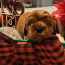 Donovan - Cavalier King Charles Spaniel puppy from Celtic Star Cavaliers