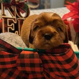 Donovan - Cavalier King Charles Spaniel puppy from Celtic Star Cavaliers