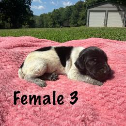 Stella - Black roan female German Shorthaired Pointer puppy in Axton, Virginia from Red Clay Kennels