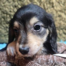 Alec-Boy 1 - Black and cream male Dachshund puppy in Bigfork, Minnesota from Long Ears and Long Dogs Ranch