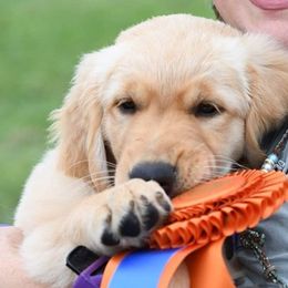 Golden Retrievers from Topmast Goldens