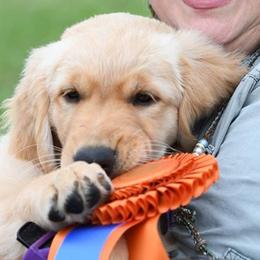Golden Retrievers from Topmast Goldens