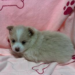 Girl 1 - Cream parti female Pomeranian puppy in Decatur, Iowa from Lisa Greenhalgh