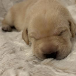 Labrador Retriever Puppies from Front Range Labradors LLC