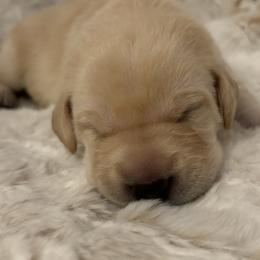 Labrador Retriever Puppies from Front Range Labradors LLC