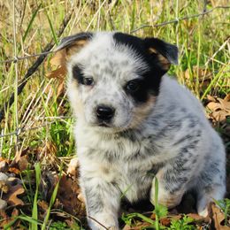 Buster - Blue mottled male Australian Cattle Dog puppy in Redding, California from Macushla Kennel
