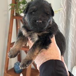 Miss Seafoam Green - Black and red female German Shepherd puppy in Purcellville, Virginia from Starry Night German Shepherd Dogs