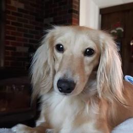 Harley - Dachshund