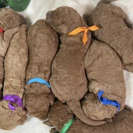 Goldendoodles from BlueCopper Doodles