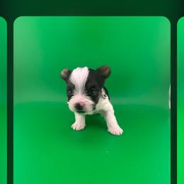 Vaughn - Parti male Yorkshire Terrier puppy in Hickory, Pennsylvania from Happy Tails Farms