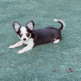 Hocus - Chocolate and white female Chihuahua puppy in Williamsburg, Virginia from PAWSitive Cheeky Chihuahua LLC