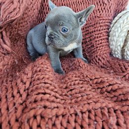 French Bulldog Puppies from HP Doodles