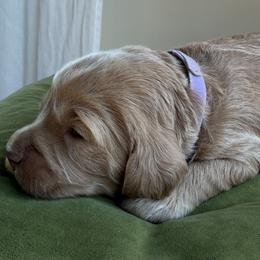 Girl 3 - female Australian Labradoodle puppy in New Boston, New Hampshire from Storybook Labradoodles