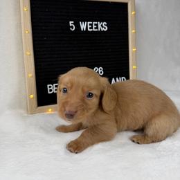 Dom - Cream male Dachshund puppy in Dickinson, Texas from Beth’s Doxieland