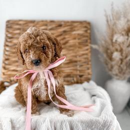 It's The Little Things- Fresh Flowers - Red  female Goldendoodle puppy in Russell Springs, Kentucky from Milk & Honey Doodles