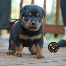 Black Ribbon - Black and mahogany male Rottweiler puppy in Kittanning, Pennsylvania from Steel City's Von Der Preis Rottweilers