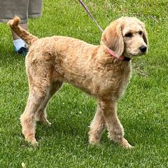 Pink Collar - Golden female Double Doodle puppy in Smiths Creek, Michigan from Dailers Doodles LLC