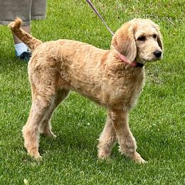 Pink Collar - Golden female Double Doodle puppy in Smiths Creek, Michigan from Dailers Doodles LLC