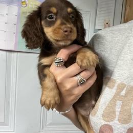 Gambler - Chocolate and tan male Dachshund puppy in Oklahoma from Rockin’ S Kennel