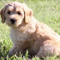 Australian Cobberdogs from Seas the Day ACD