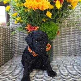 Dusk (Orange Collar) - Black male Poodle puppy in Plainfield, New Jersey from Caris Paws Poodles and Labradoodles