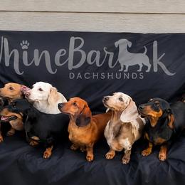 Dachshunds from Whinebarkdachshunds LLC