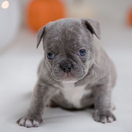 French Bulldog Puppies from Wilson Frenchies