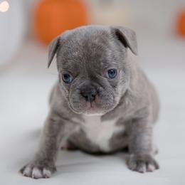 French Bulldog Puppies from Wilson Frenchies