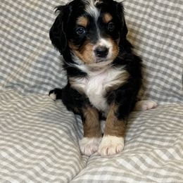 Bernedoodle Puppies from King's Doodles