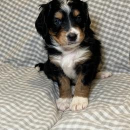 Bernedoodle Puppies from King's Doodles